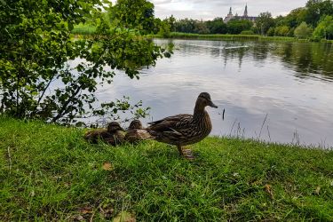 Wyniki analiz biologicznych nie wskazują na zanieczyszczenie wody w stawach jakimikolwiek substancjami ani nie stwierdzono obecności substancji toksycznych u ptaków.