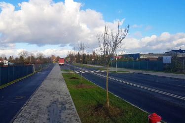Nowe nasadzenia przy ul. Limanowskiego