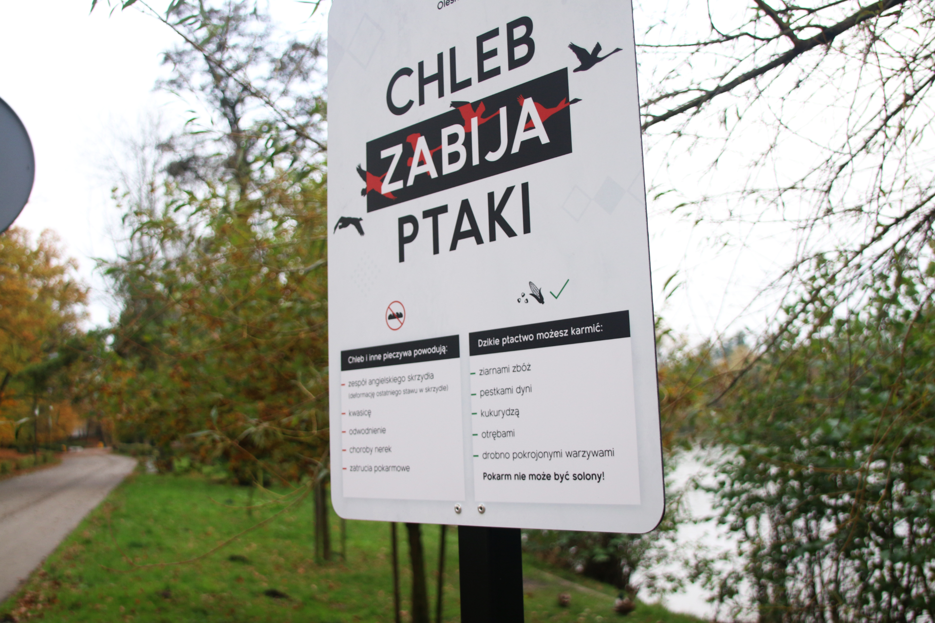 kaczki