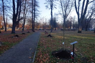 Nowe nasadzenia w Parku Klonowym