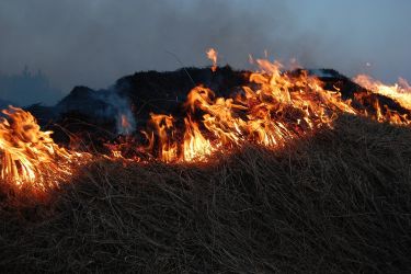 Przypominamy, że wypalanie traw grozi utratą dopłat ARiMR, mandatami, a nawet aresztem