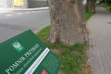 Pomnikowe platany klonolistne zostały oznakowane dziś specjalnymi tablicami