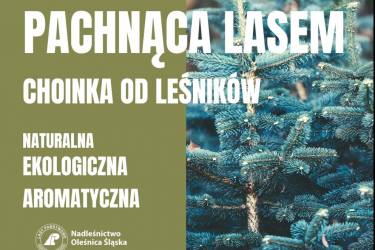 Pachnąca lasem choinka od leśników - jak, gdzie i kiedy? 