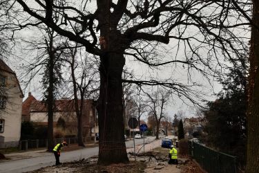 Rozpoczęły się cięcia pielęgnacyjne drzew pomnikowych na terenie miasta