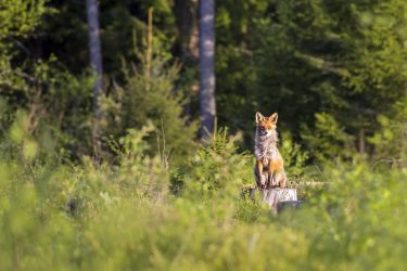 Obwieszczenie o terminach polowań zbiorowych