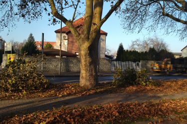 W Oleśnicy wykonywane są zabiegi pielęgnacyjne na pomnikach przyrody