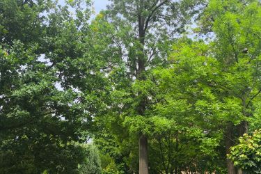 Nowy pomnik przyrody w Oleśnicy! Super!