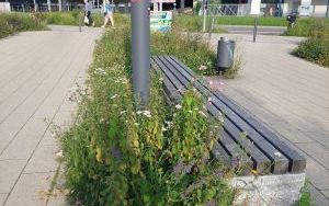 Wizytujemy Freiburg (3)