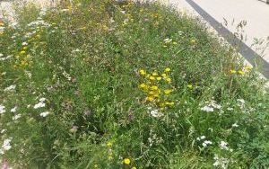 Wizytujemy Freiburg (4)