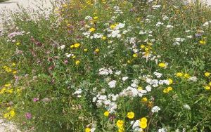 Wizytujemy Freiburg (5)