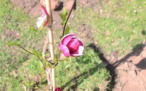 Dzień Ziemi Miasto (6)